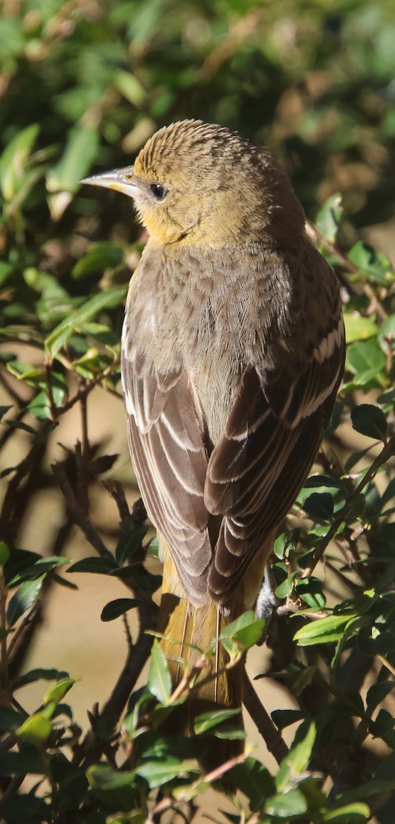 Baltimor Turpiyalı - ML646992150