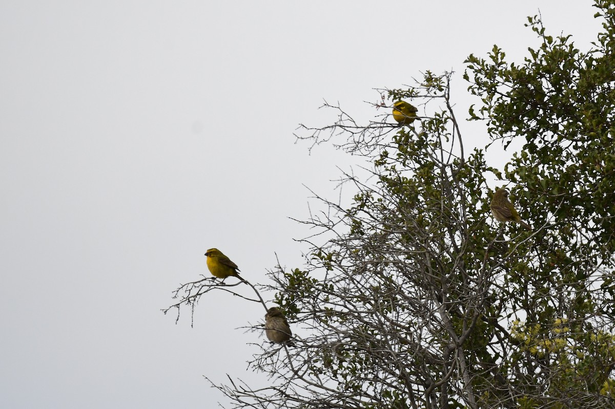 Sarı İskete - ML646992151