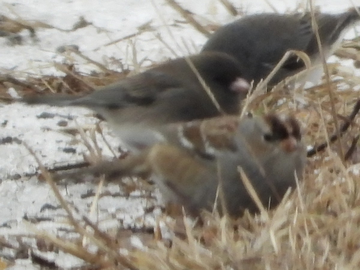 hvitkronespurv - ML646992155