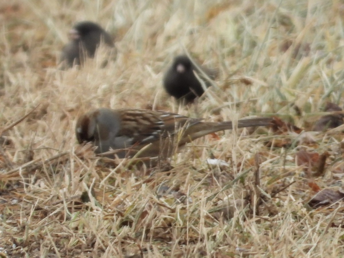 hvitkronespurv - ML646992156