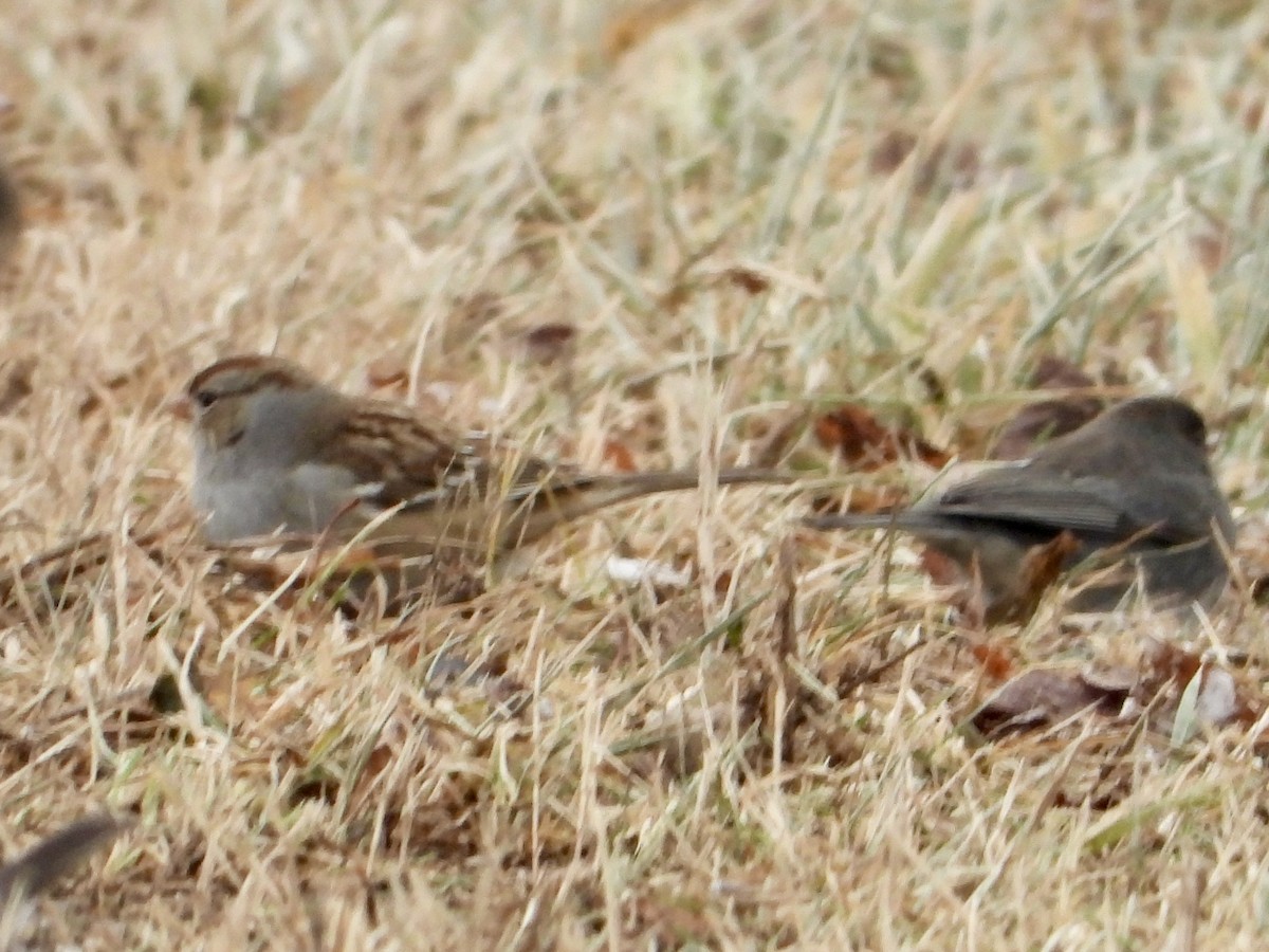 hvitkronespurv - ML646992157