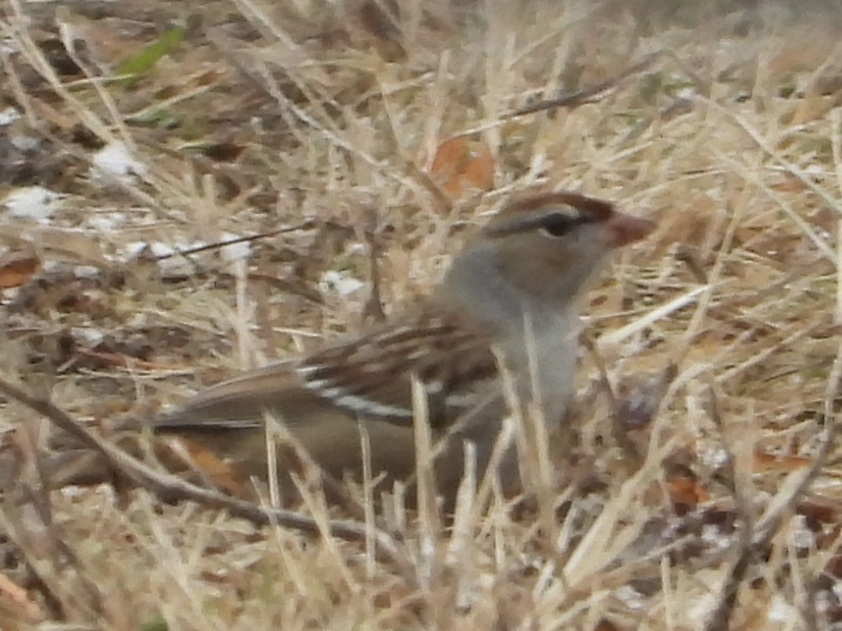 hvitkronespurv - ML646992158