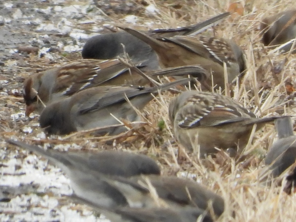 hvitkronespurv - ML646992159