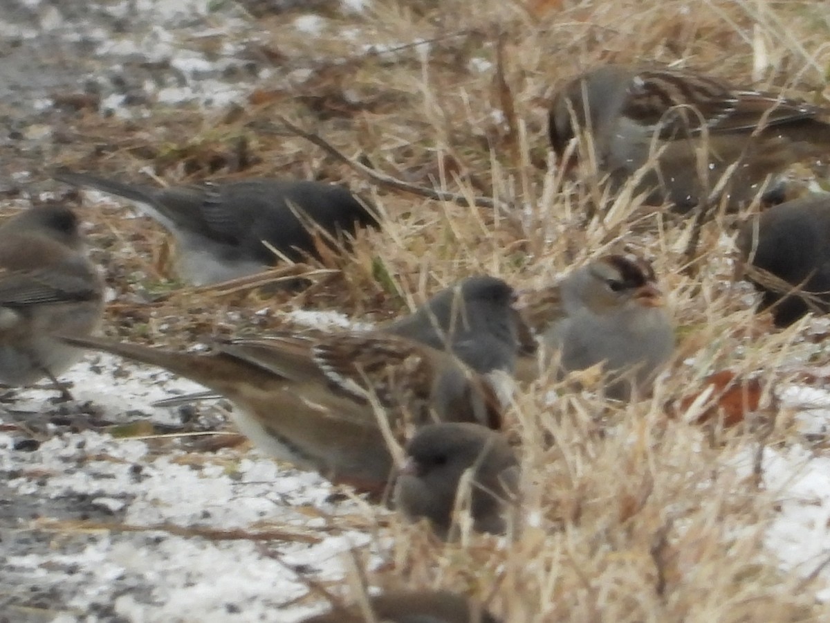 hvitkronespurv - ML646992160