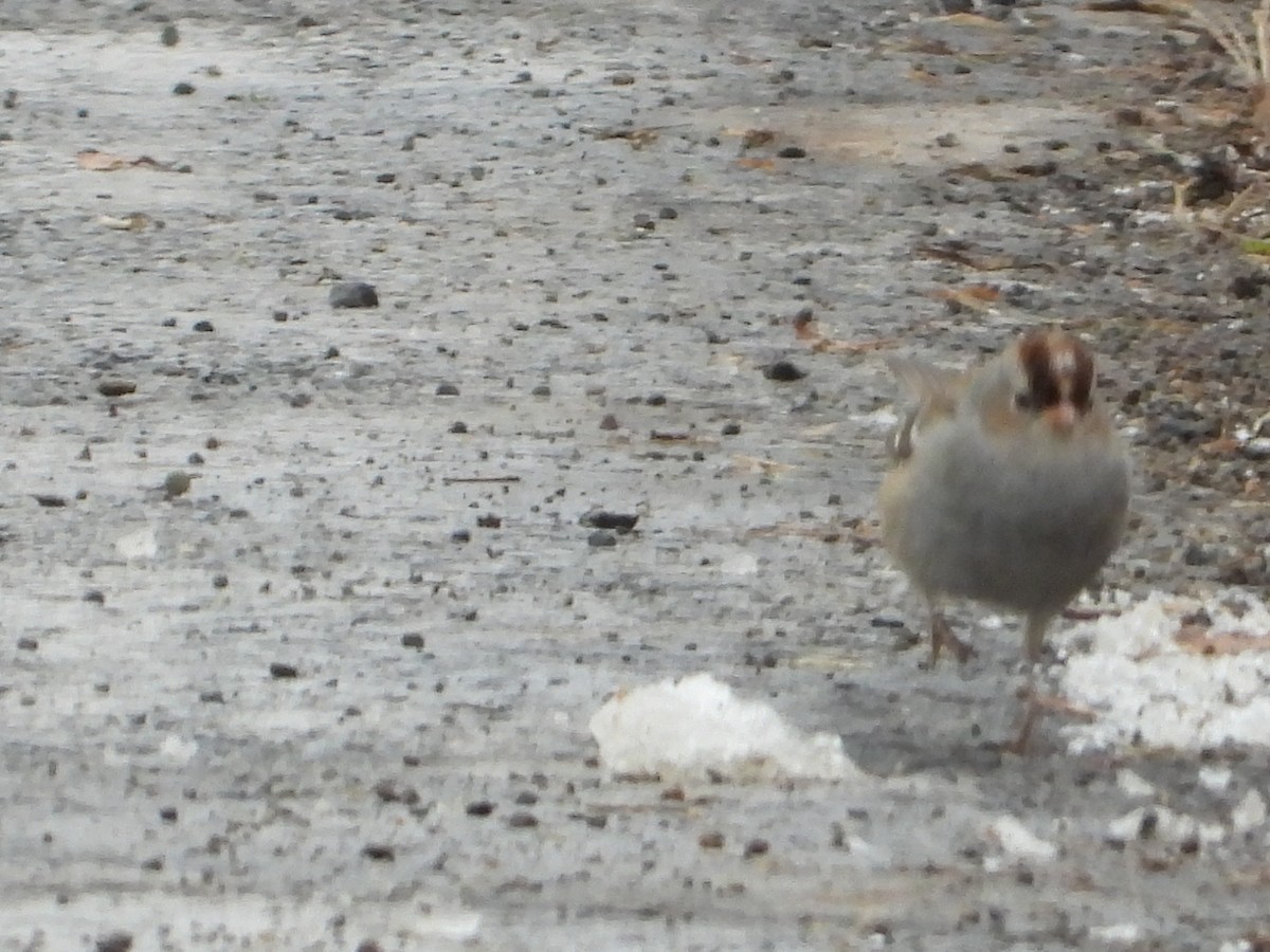 hvitkronespurv - ML646992162