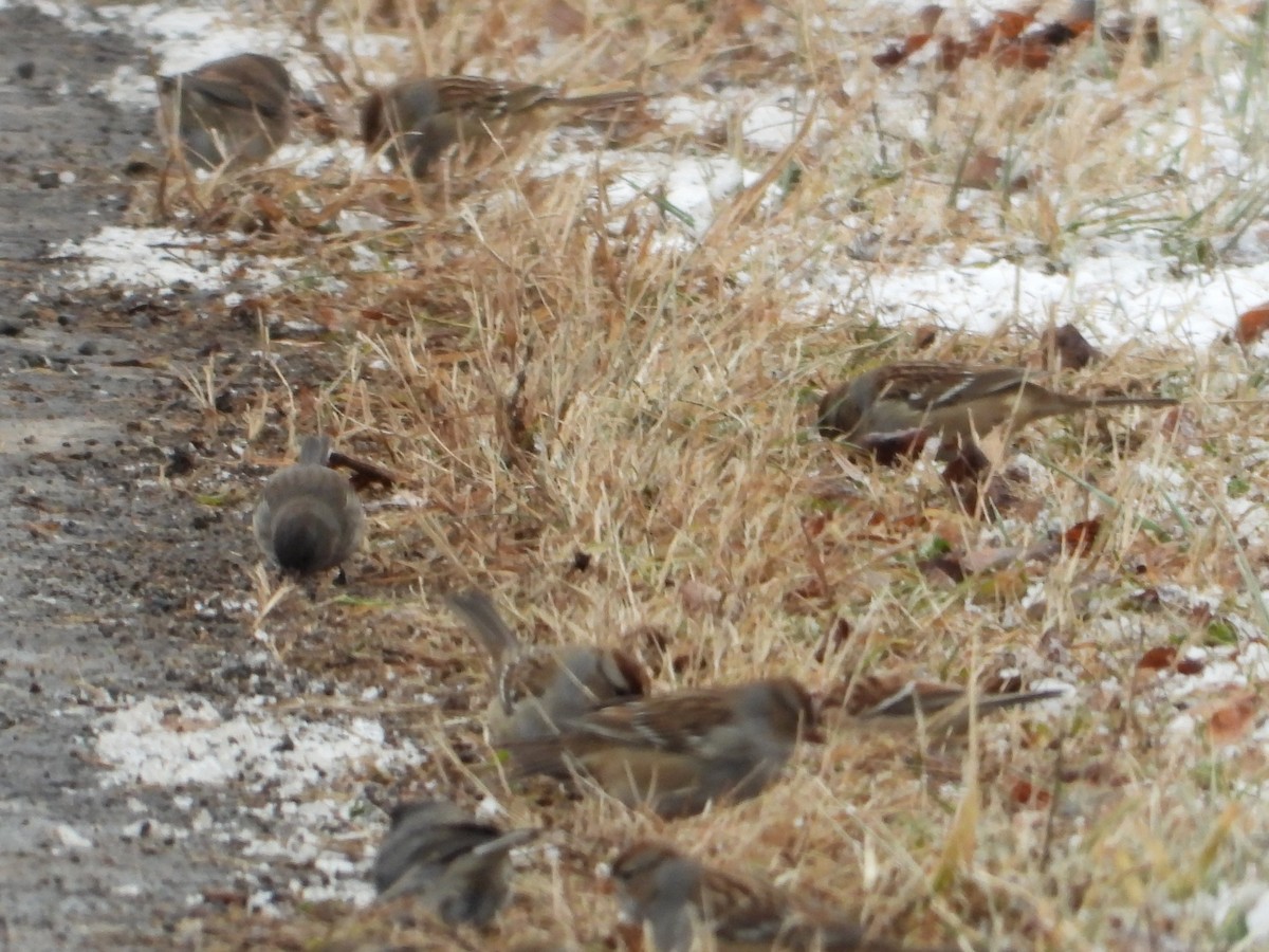 hvitkronespurv - ML646992163