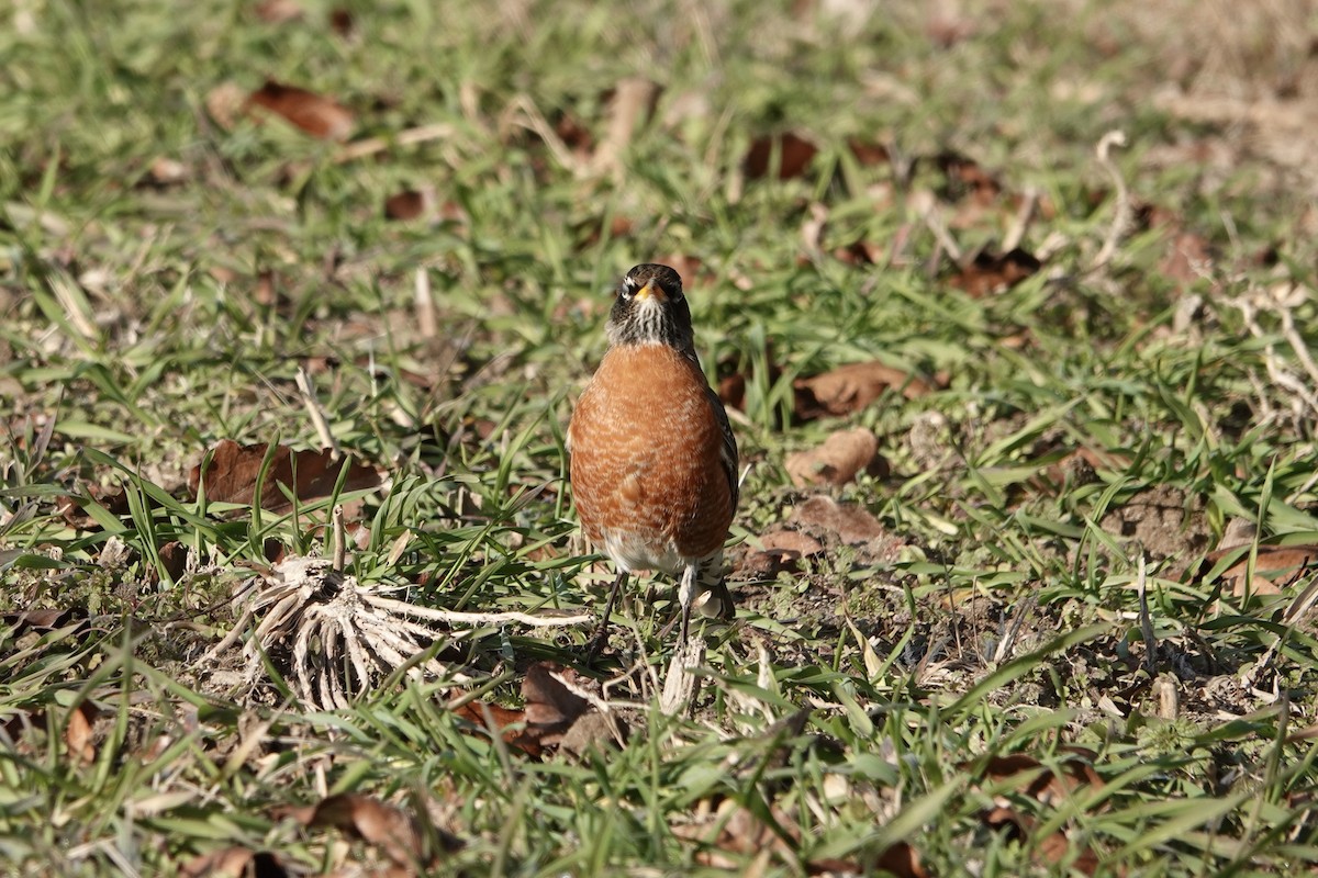 American Robin - ML646992184