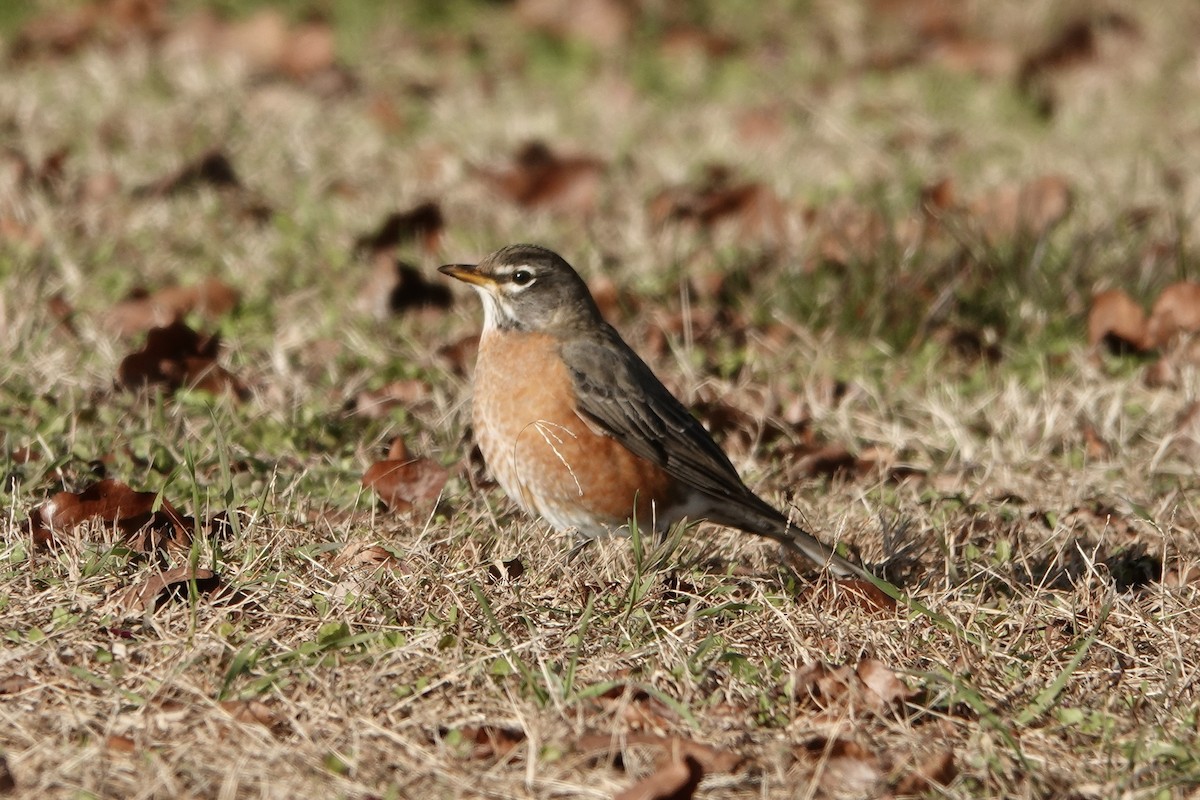 American Robin - ML646992185