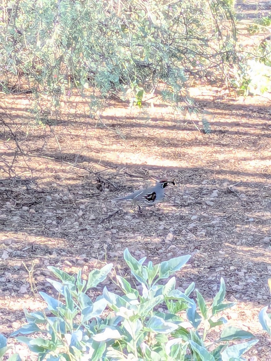 Gambel's Quail - ML646992195