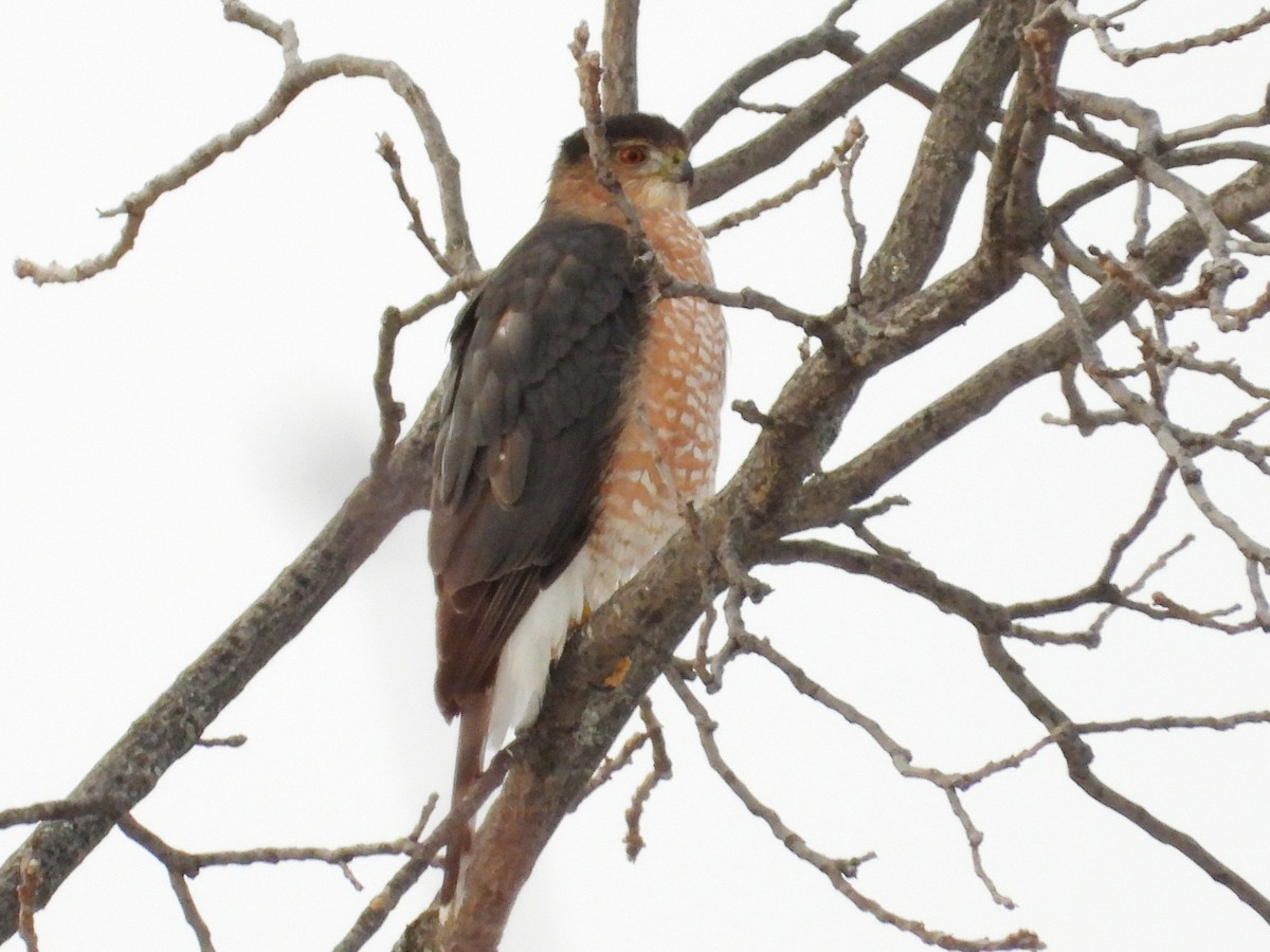 Cooper's Hawk - ML646992208