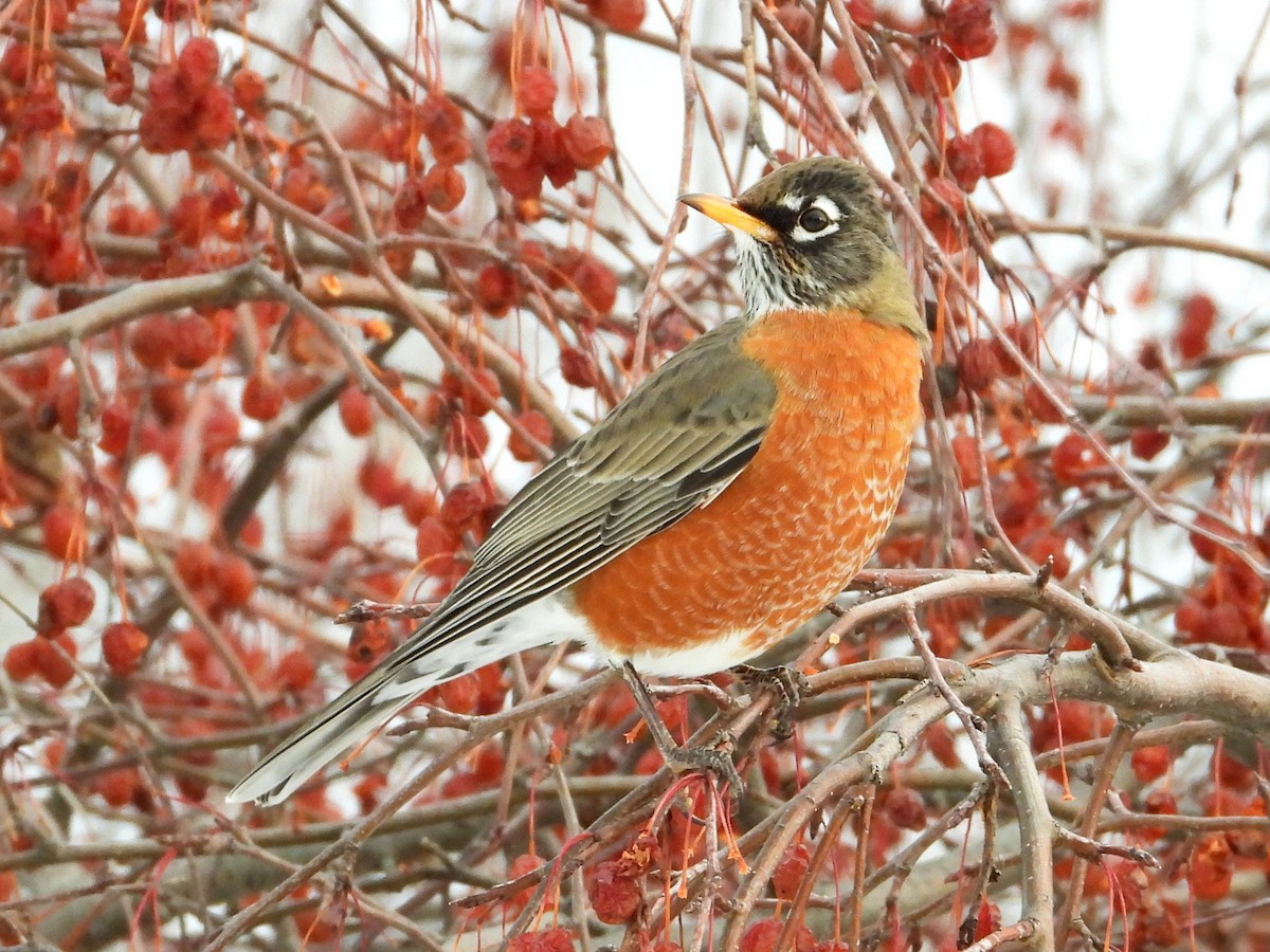קיכלי נודד - ML646992217