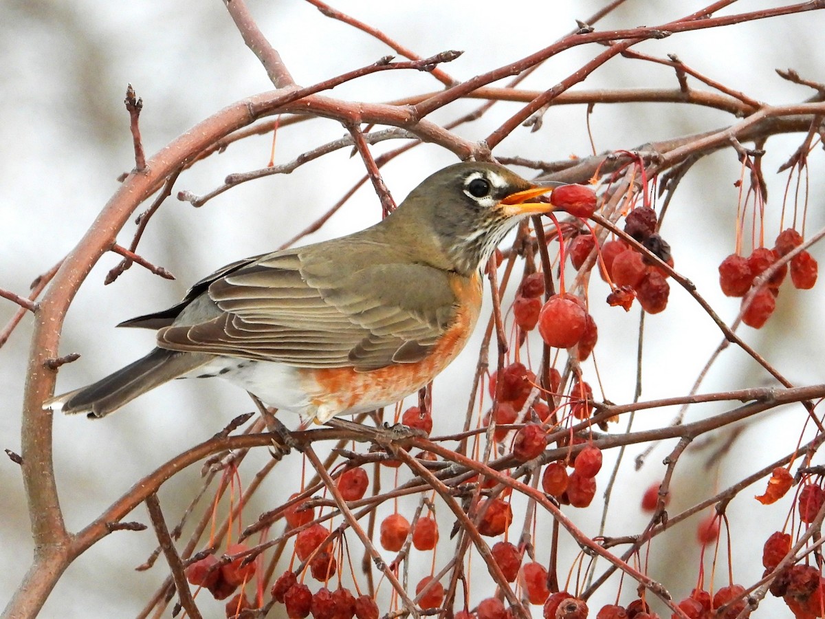 קיכלי נודד - ML646992218