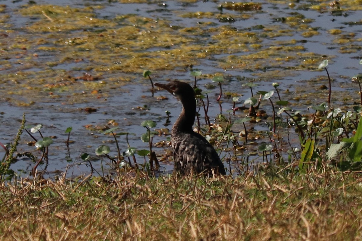 kormorán dlouhoocasý - ML646992219