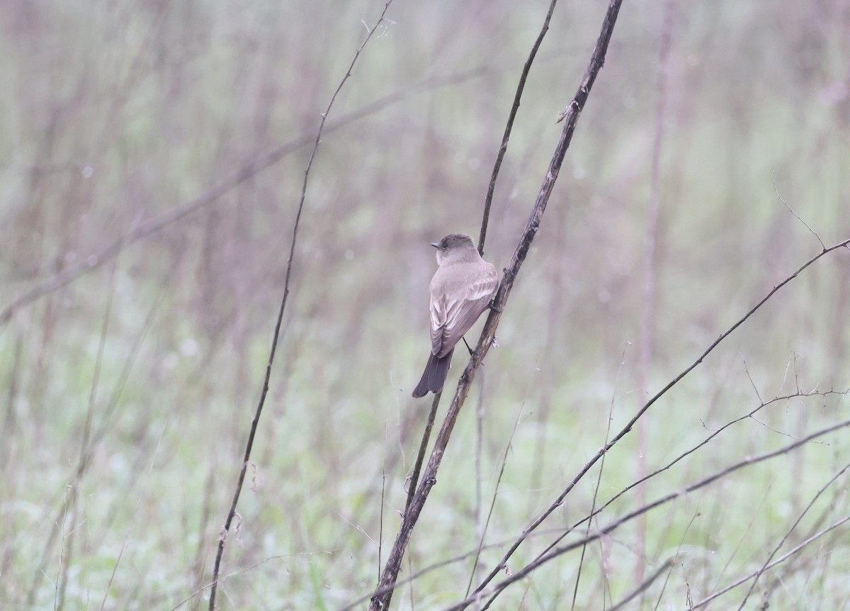 Zimtbauch-Phoebetyrann - ML646992220