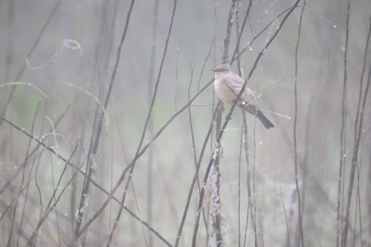 Zimtbauch-Phoebetyrann - ML646992221