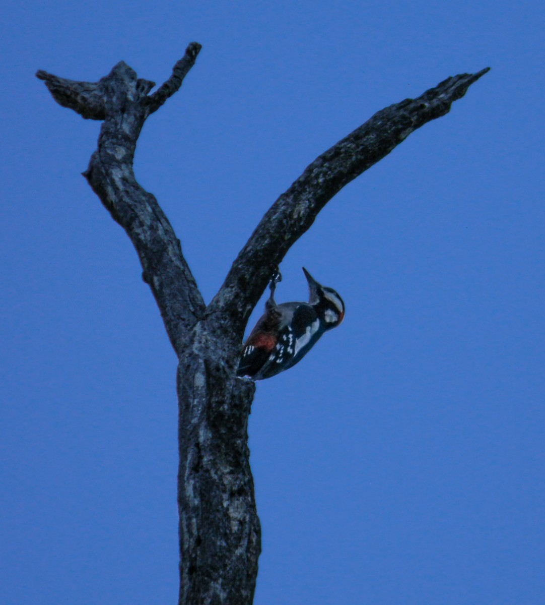 strakapoud velký (ssp. numidus/mauritanus) - ML646992224