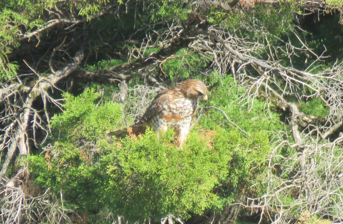 Red-shouldered Hawk - ML646992225