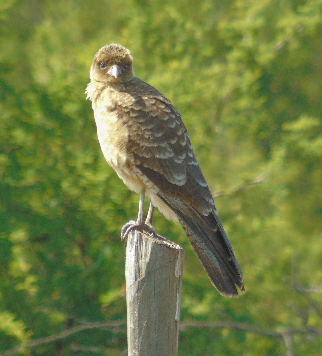 チマンゴカラカラ - ML646992233