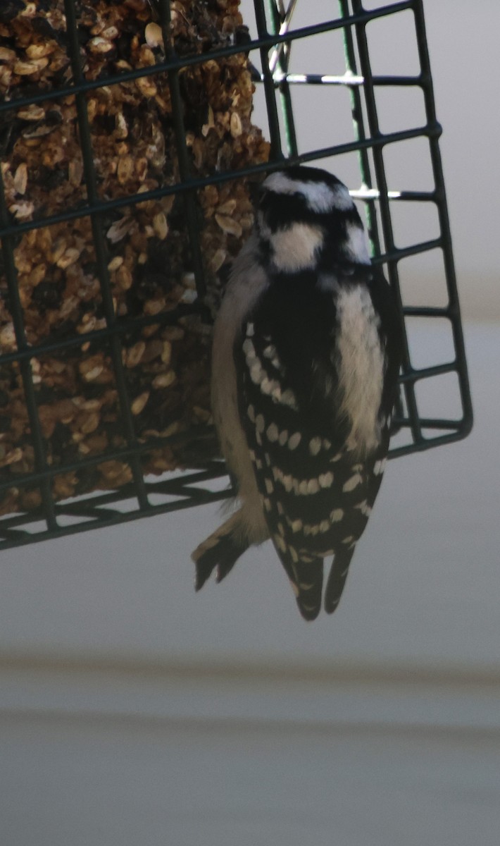 Yumuşak Tüylü Ağaçkakan - ML646992234