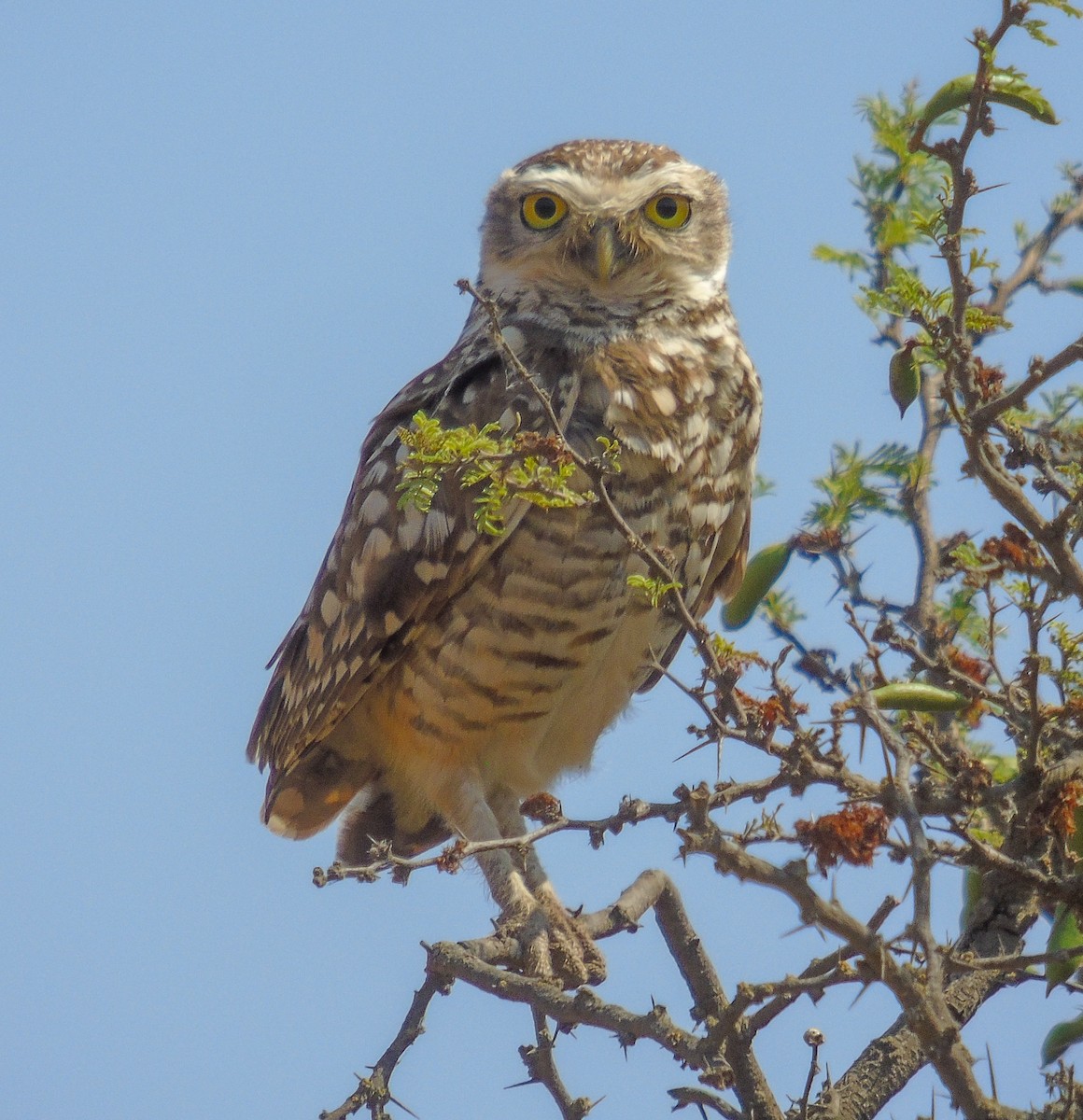 アナホリフクロウ - ML646992235