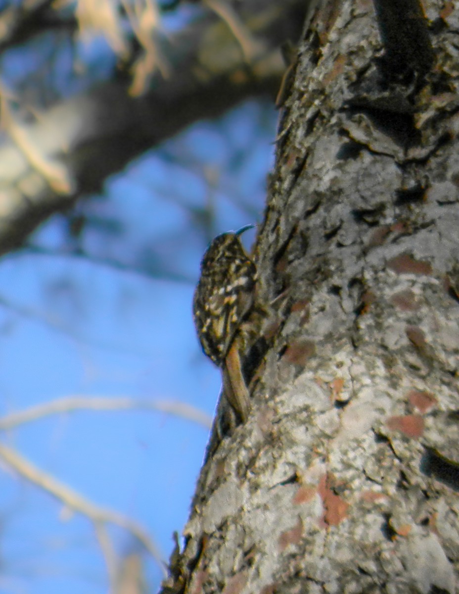 šoupálek krátkoprstý - ML646992236