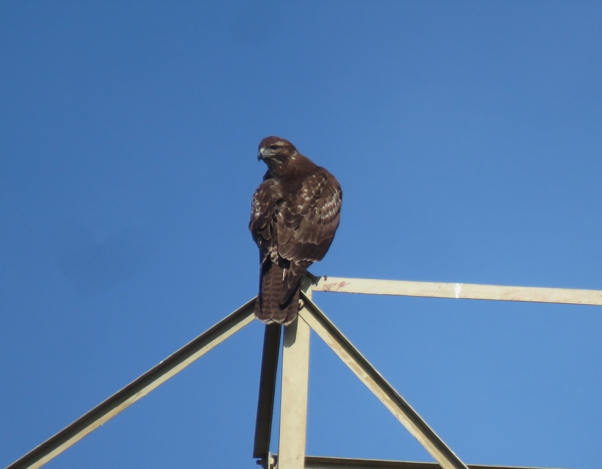 Red-tailed Hawk - ML646992237
