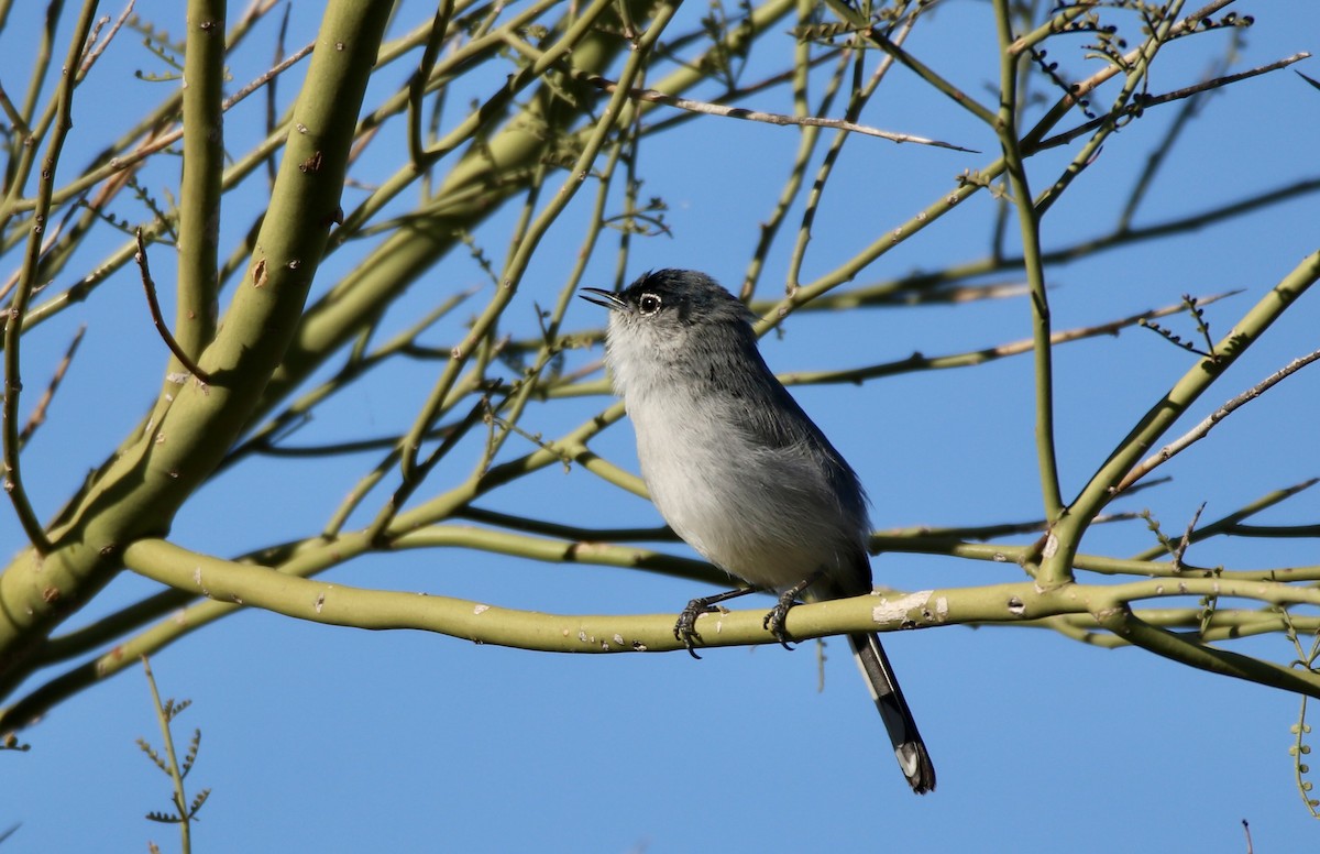 Black-tailed Gnatcatcher - ML646992248