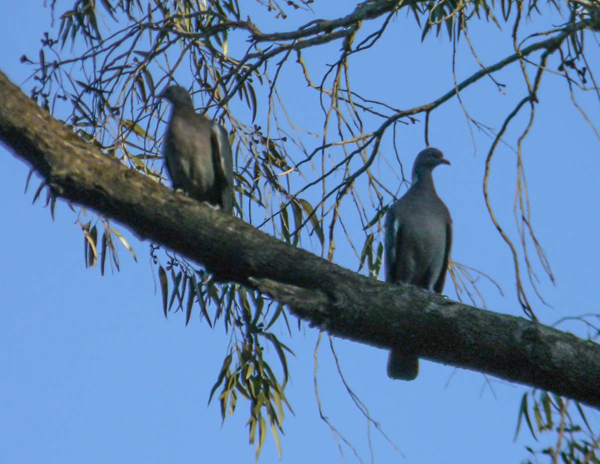 holub hřivnáč [skupina palumbus] - ML646992254