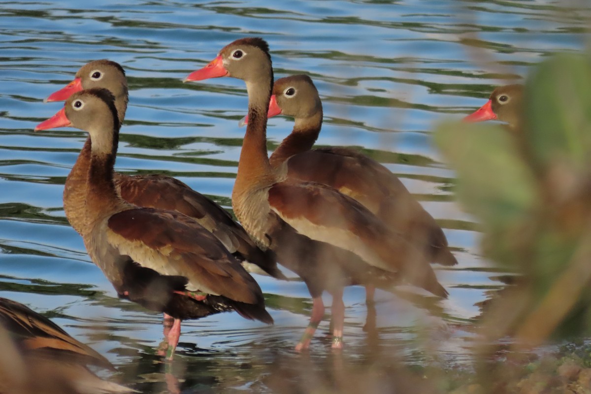 Kara Karınlı Islıkçı Ördek - ML646992255