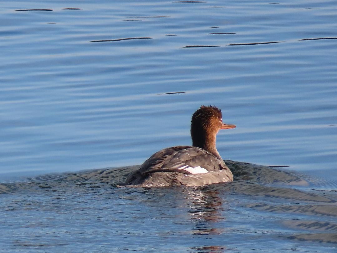 מרגון בינוני - ML646992256