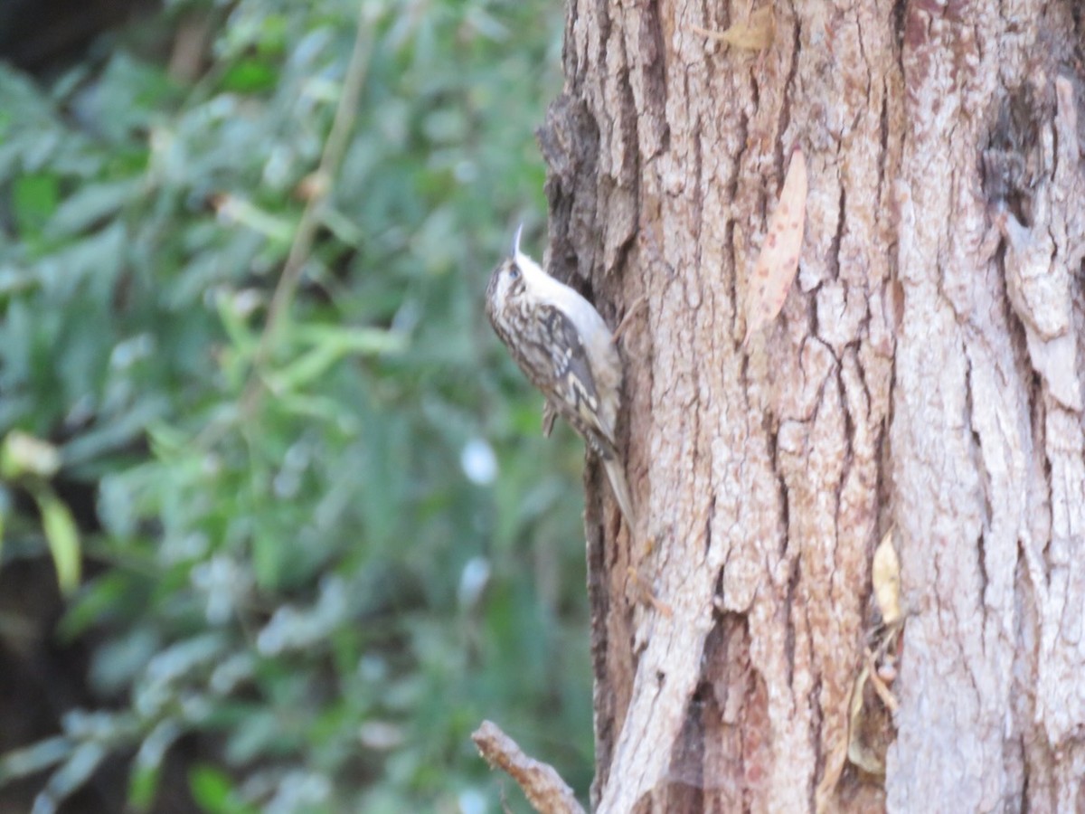 Brown Creeper - ML646992257