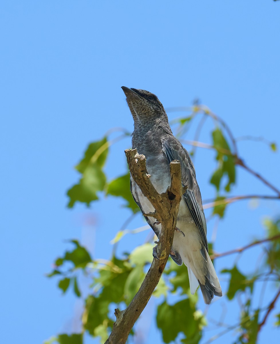 Oruguero Papú - ML646992259