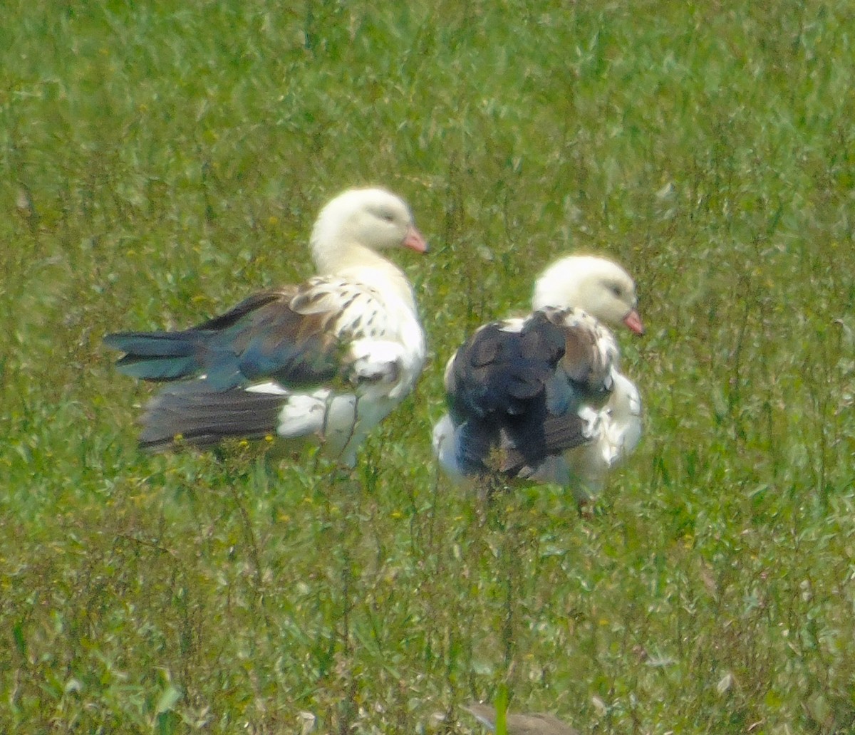 アンデスガン - ML646992265