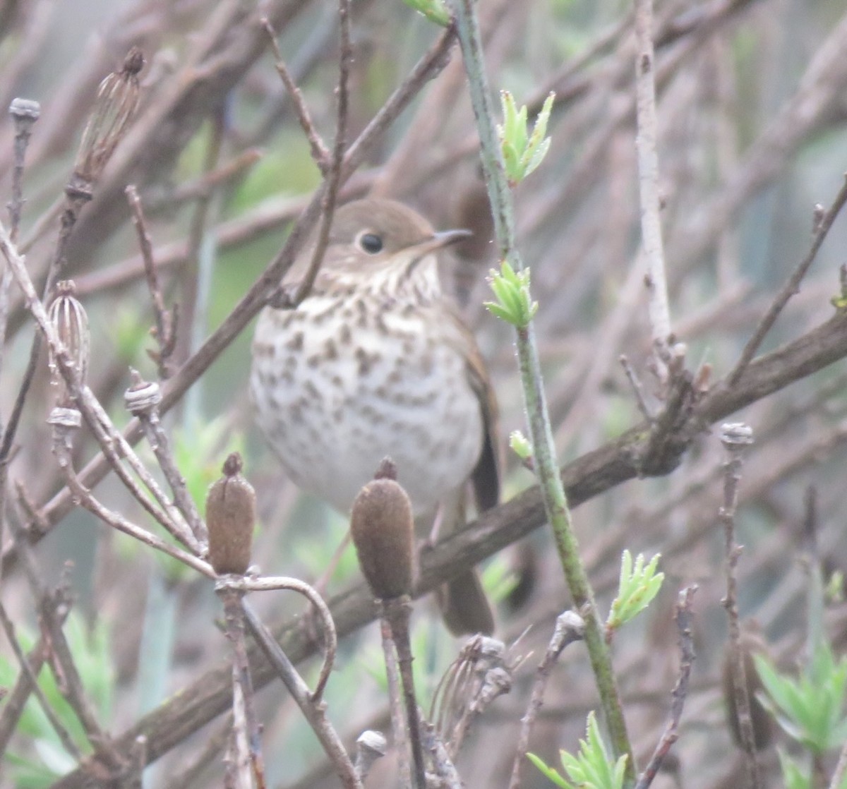 Hermit Thrush - ML646992268