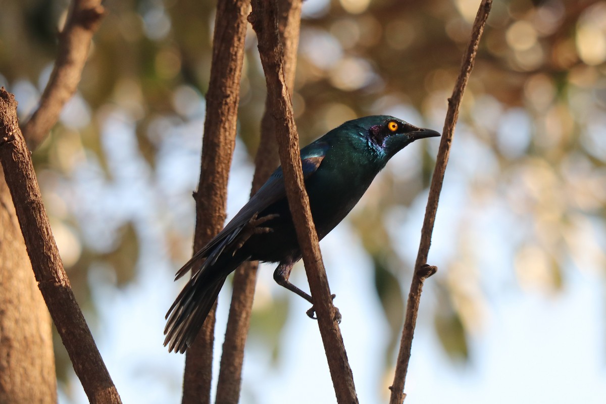 Greater Blue-eared Starling - ML646992270