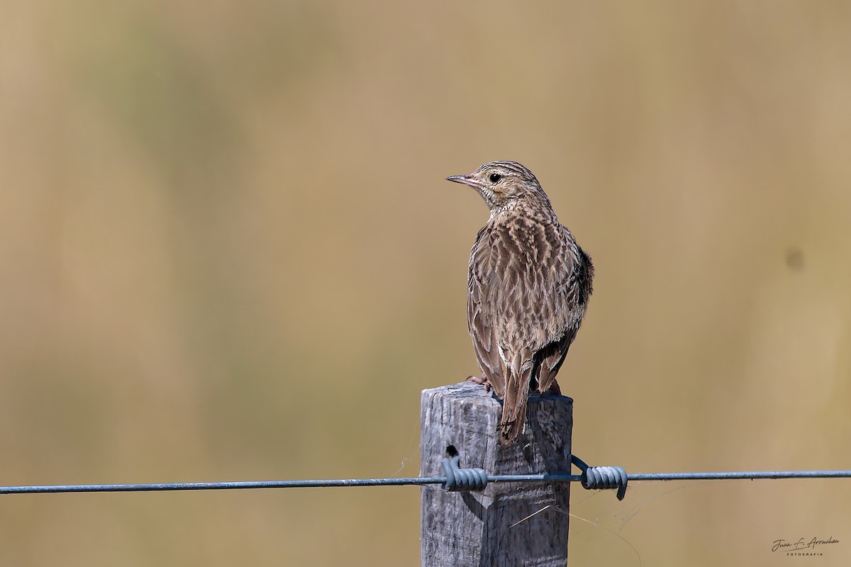 Pampas Pipit - ML646992271