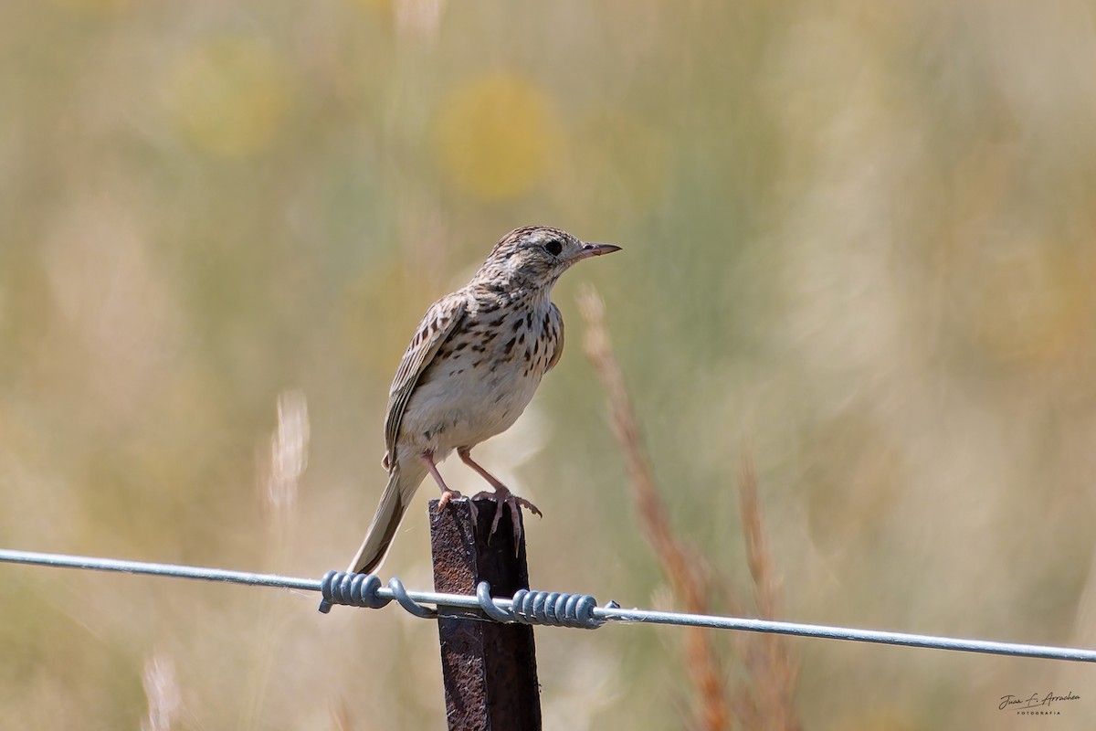 Pampas Pipit - ML646992272