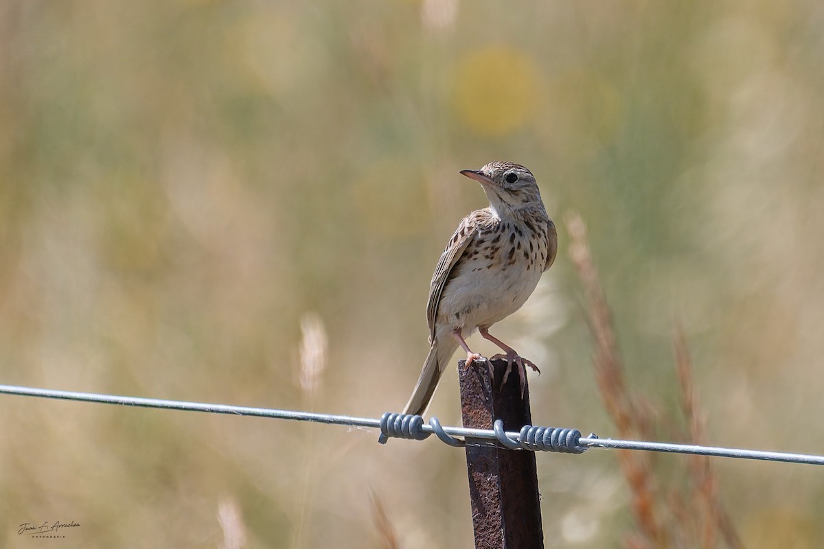 Pampas Pipit - ML646992273