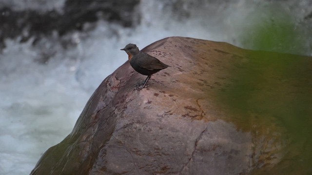 Rufous-throated Dipper - ML646992274