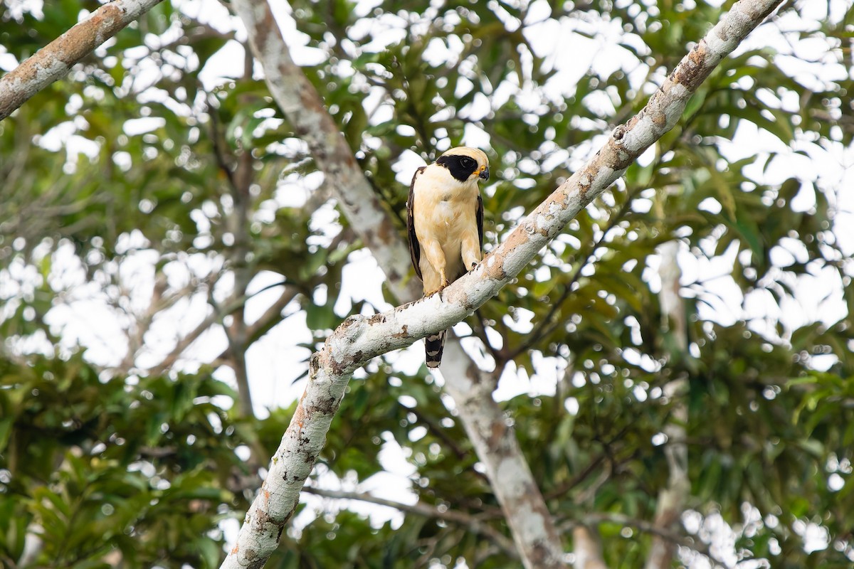 Смеющийся сокол - ML646992275