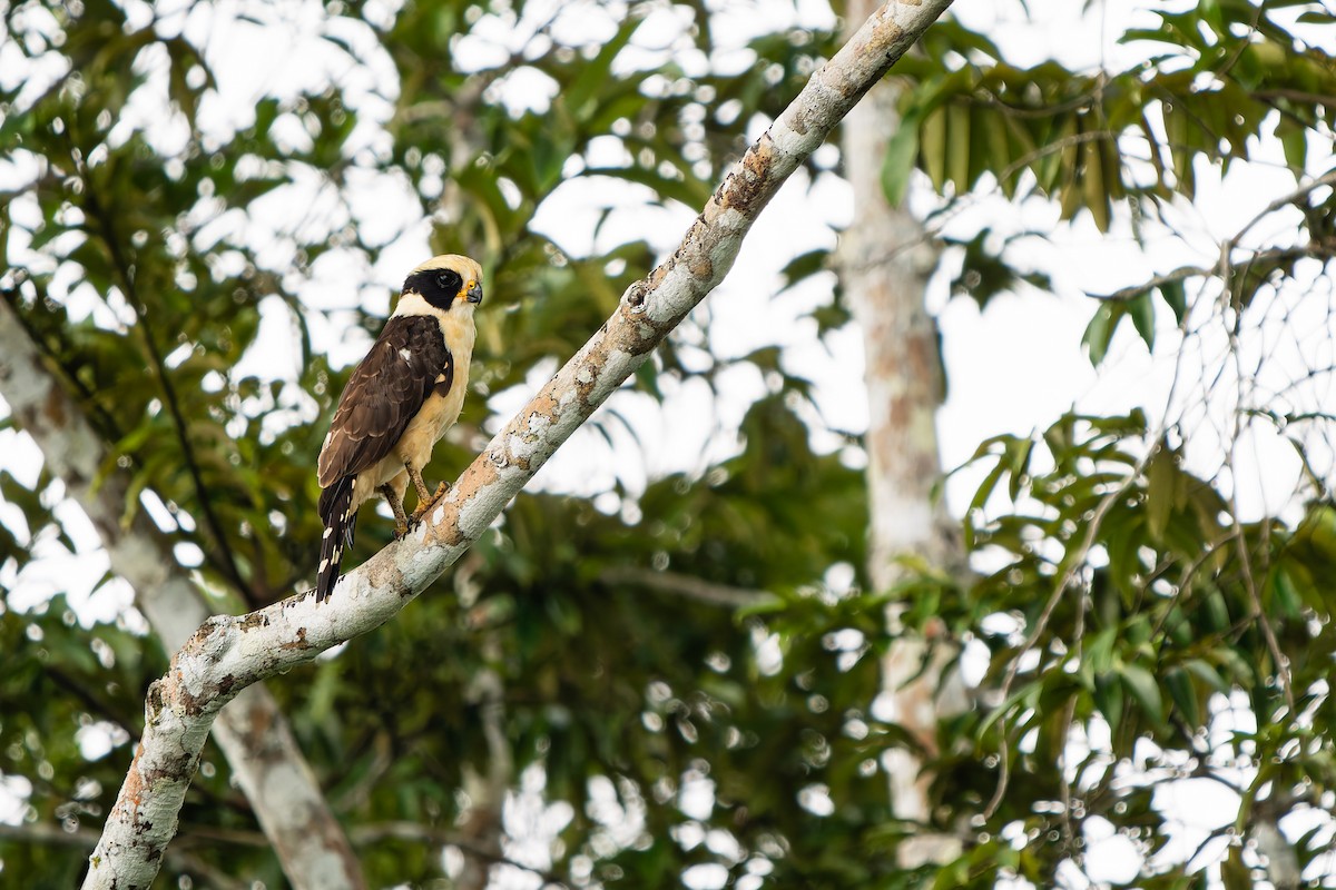 Смеющийся сокол - ML646992276