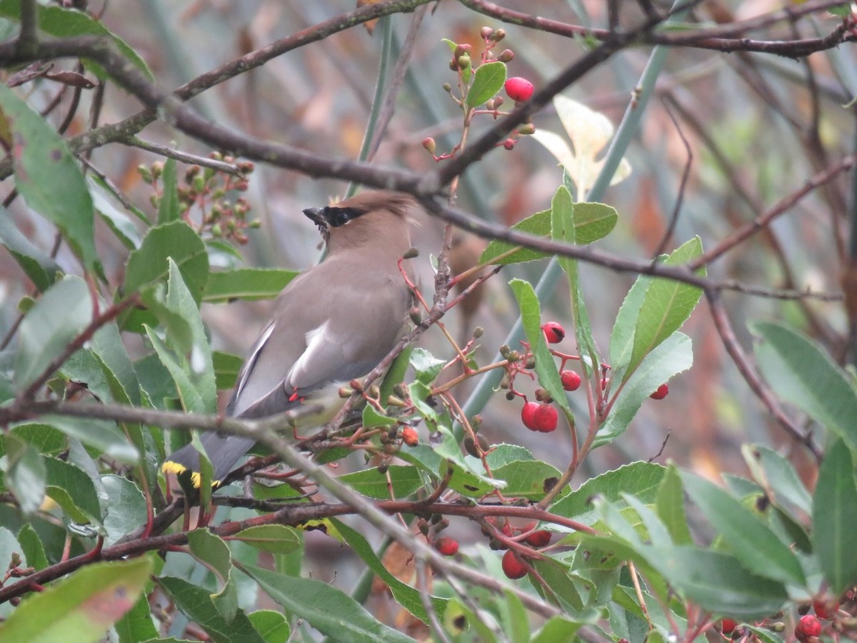 Cedar Waxwing - ML646992282