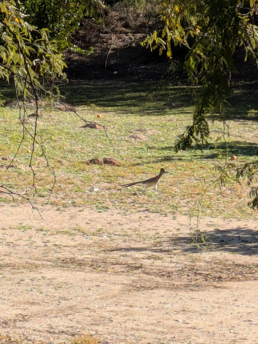 Greater Roadrunner - ML646992284