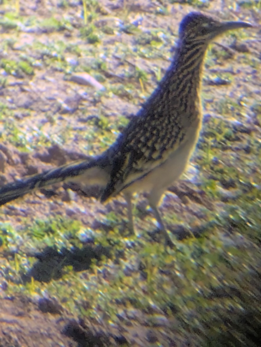 Greater Roadrunner - ML646992285