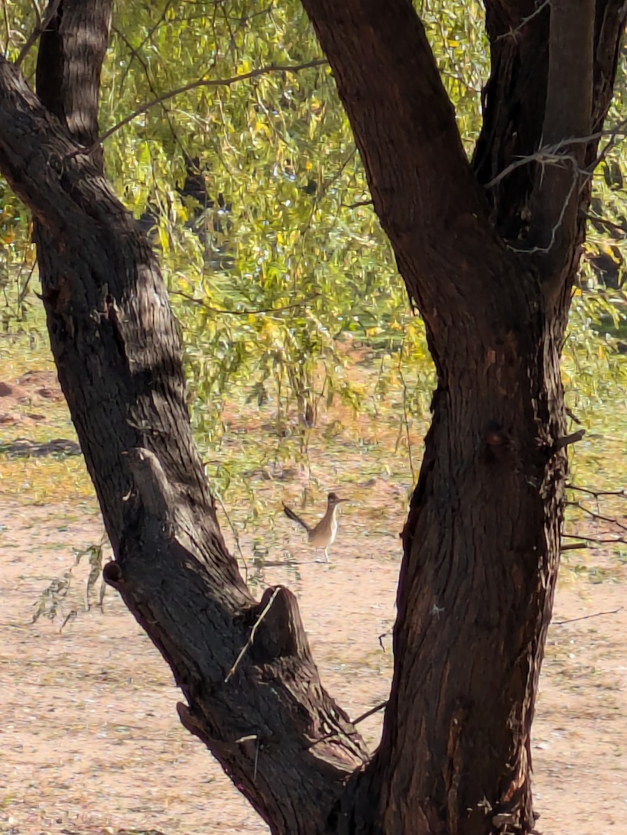 Greater Roadrunner - ML646992286