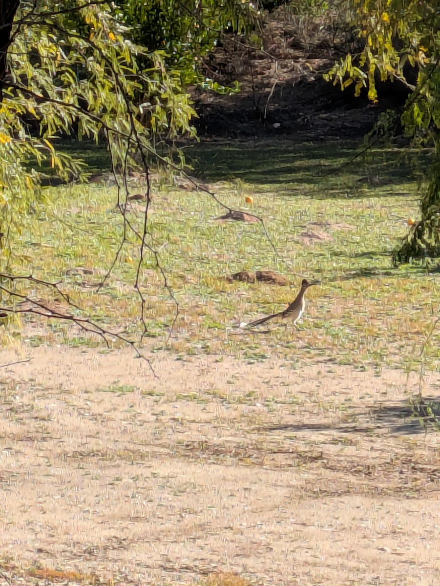 Greater Roadrunner - ML646992287