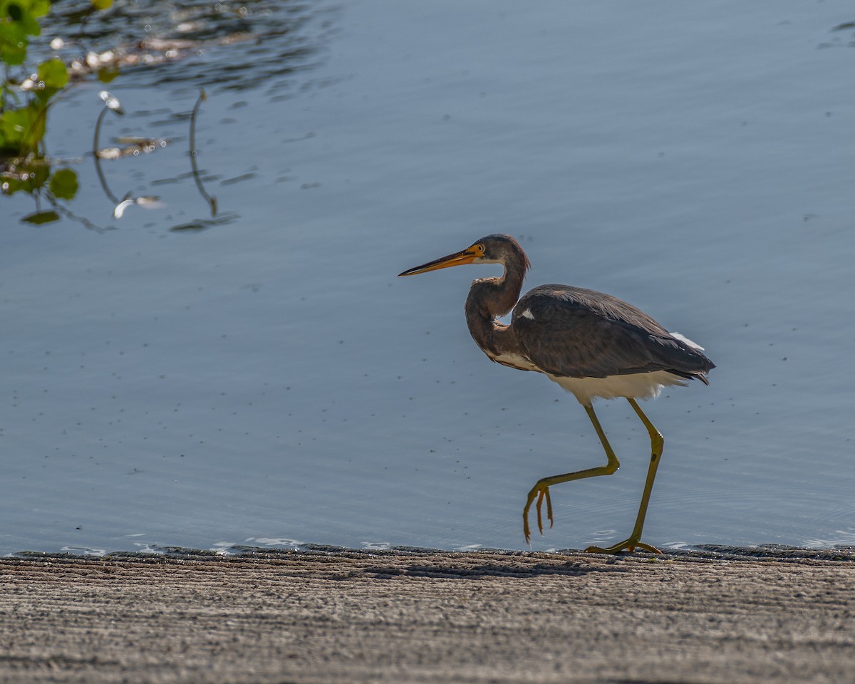 Трёхцветная цапля - ML646992290