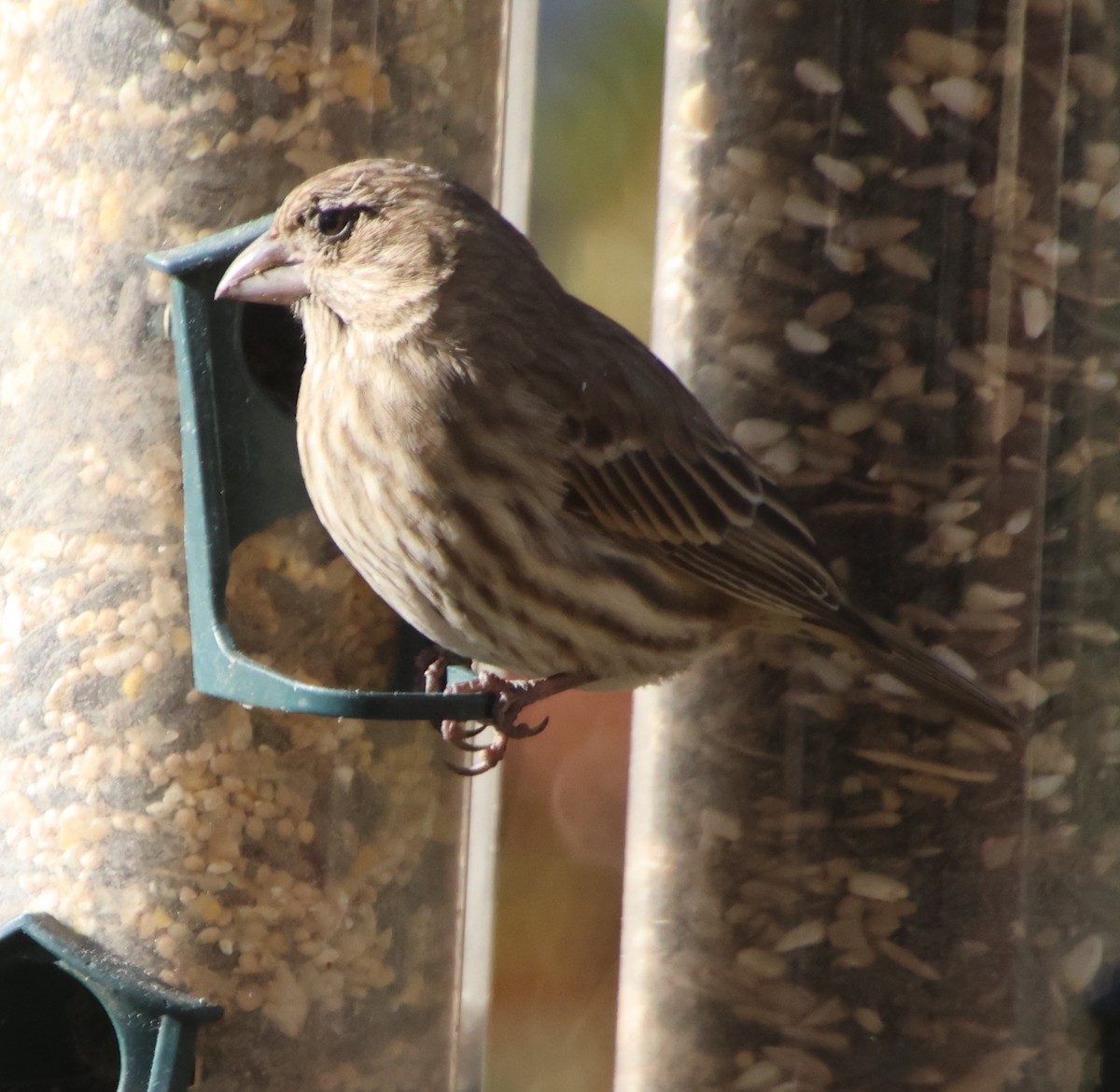 Ev Çütresi - ML646992305