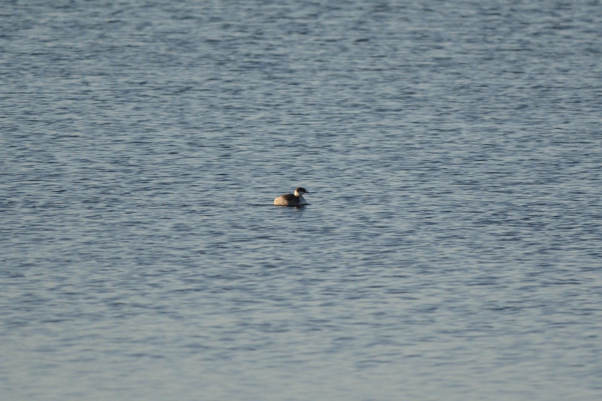 Grèbe esclavon - ML646992306