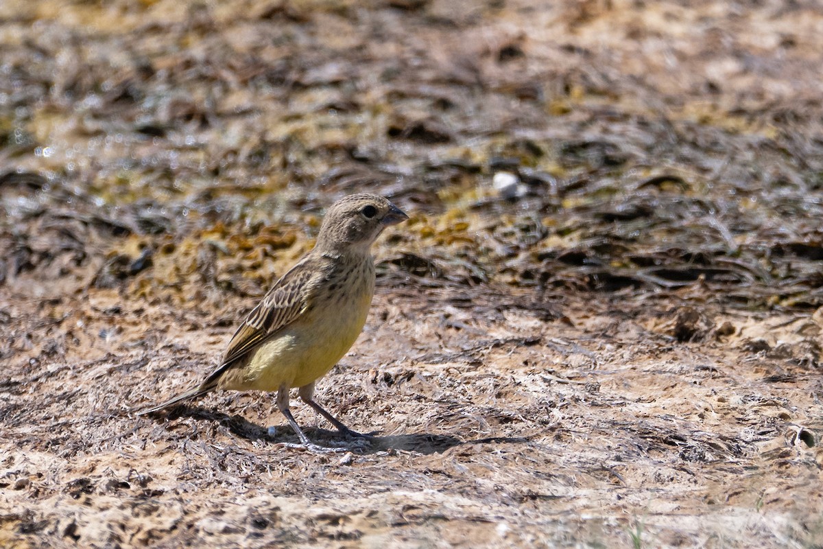 Grassland Yellow-Finch - ML646992307